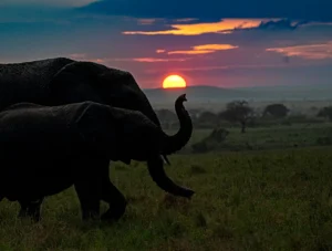 Luxury African Safari tips