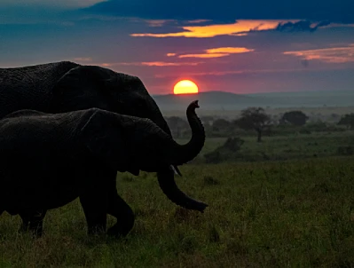 Luxury African Safaris: The New Frontier of Experiential Escape
