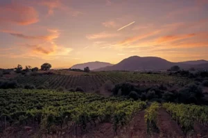 Wine Regions and Bottles