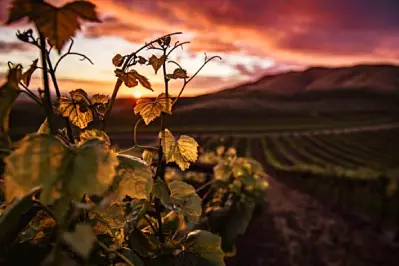 Top 10 Wine Regions and Bottles Worth Trying This Year