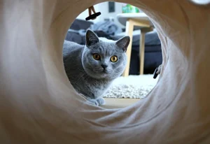 Cat Flap Practical Guide