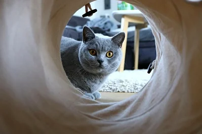 Cat Flap Safety and Cat Water Fountain Hygiene: A Practical Guide for Owners