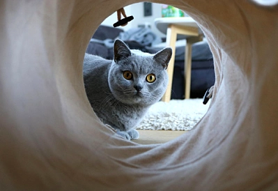 Cat Flap Safety and Cat Water Fountain Hygiene: A Practical Guide for Owners